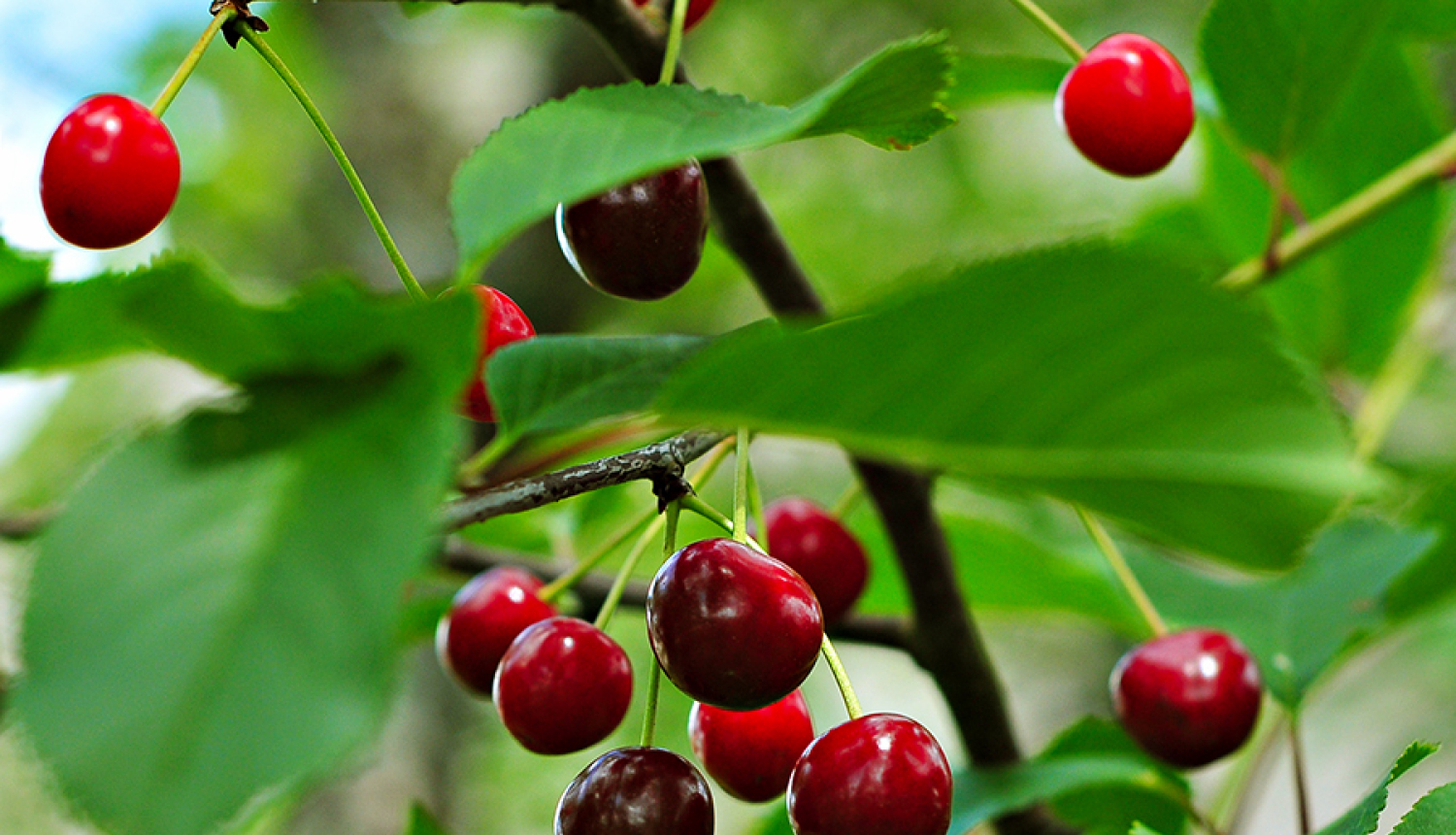 Ķiršu zars ar ogām