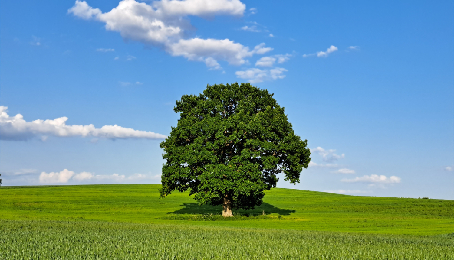 Koks zaļa lauka vidū