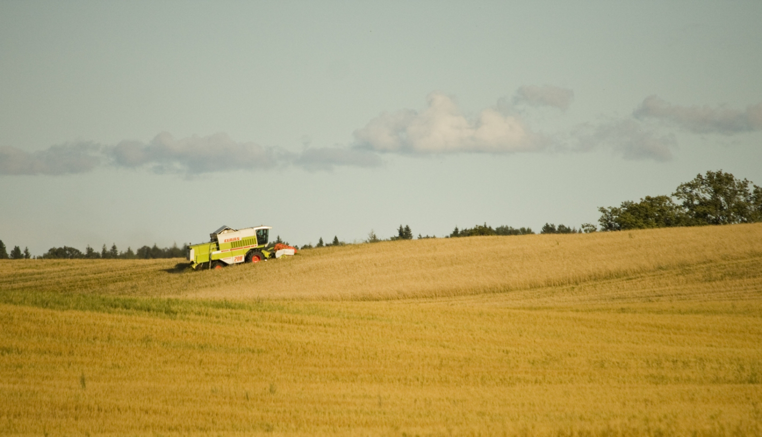 Kombains labības laukā