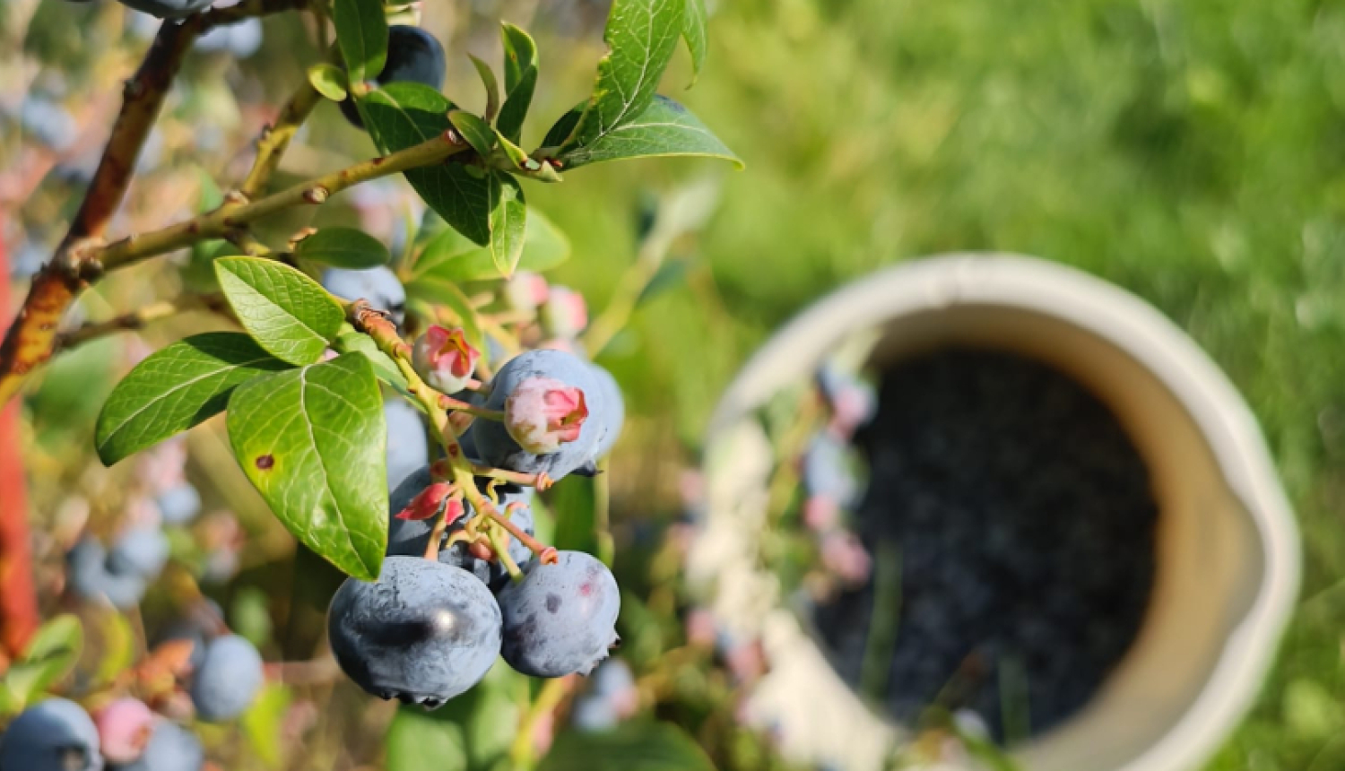 Krūmmelenes un spainis