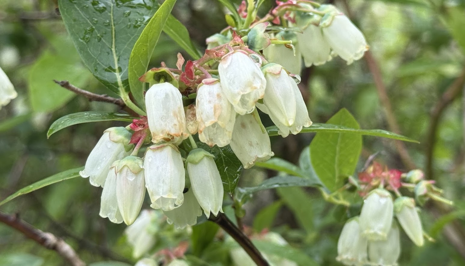 Balti krūmmelleņu ziedi tuvplānā