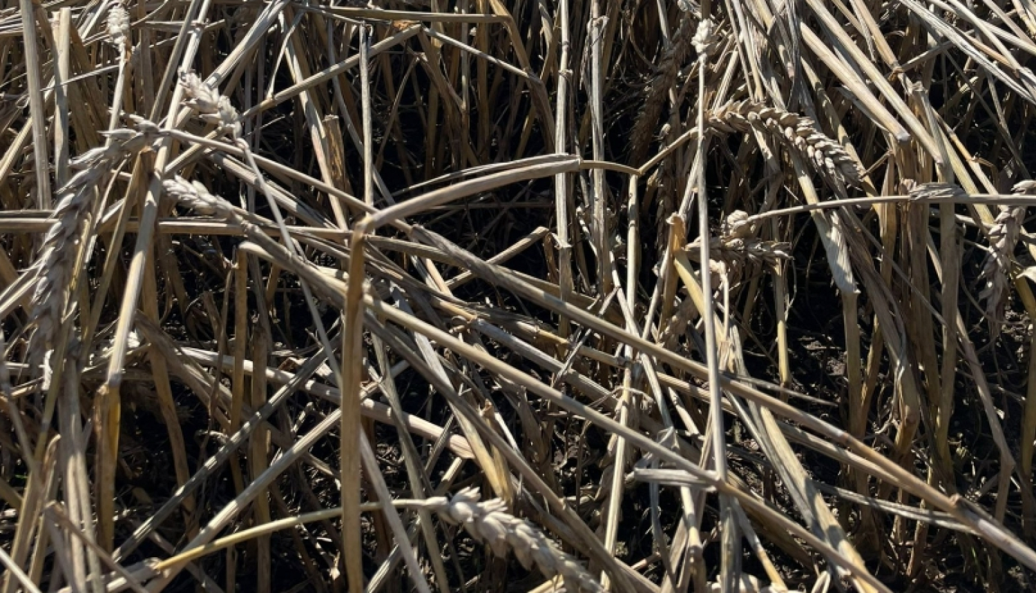 Krusā cietis labības lauks