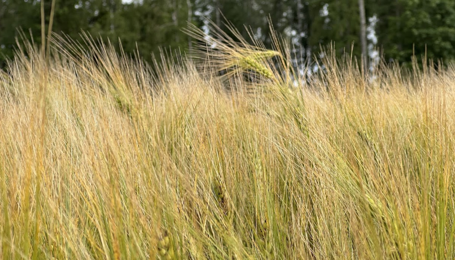 Dzeltens kviešu lauks ar vārpām