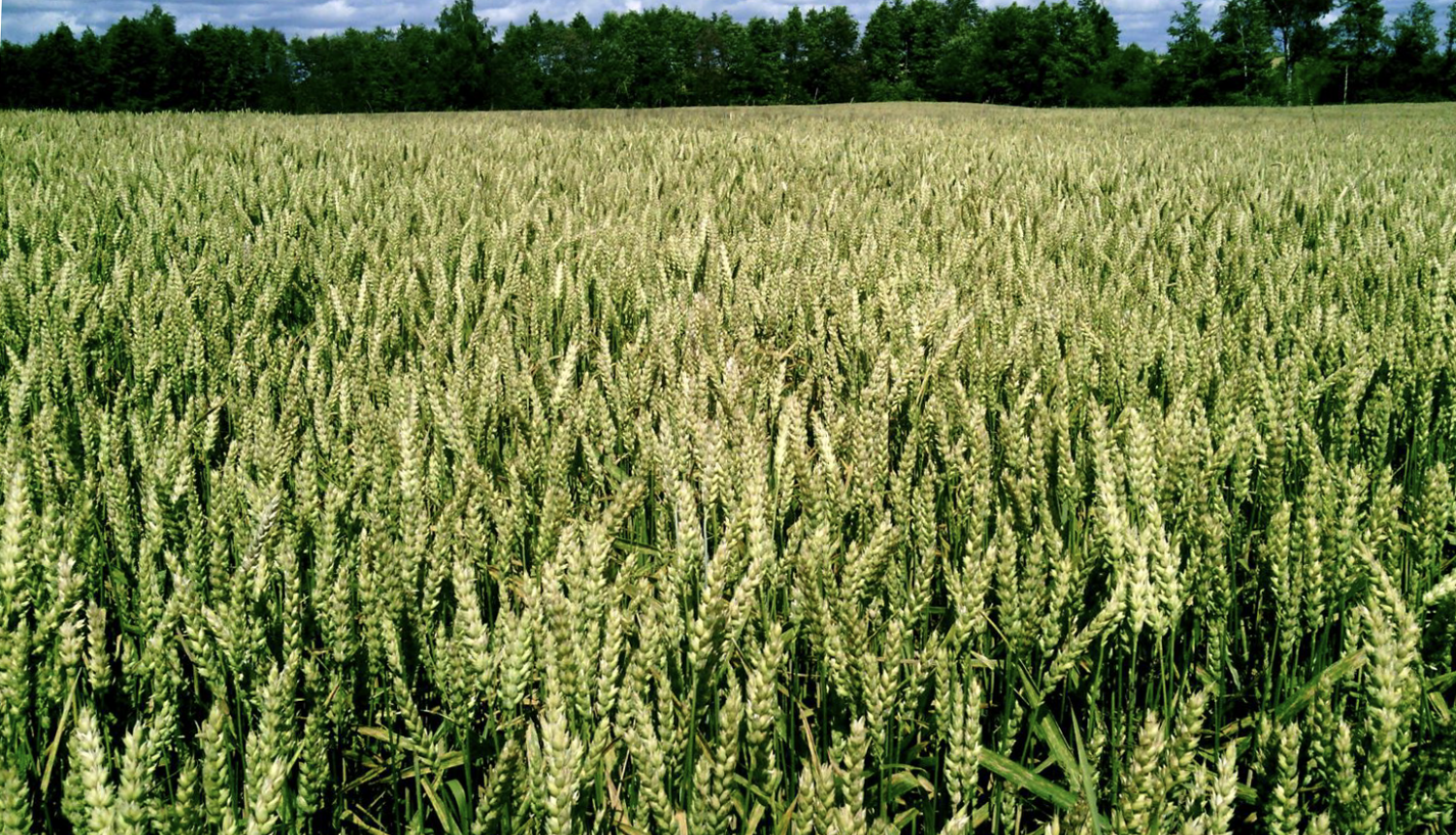 Zaļgans kviešu lauks ar vārpām un tumšu koku zonu tālumā