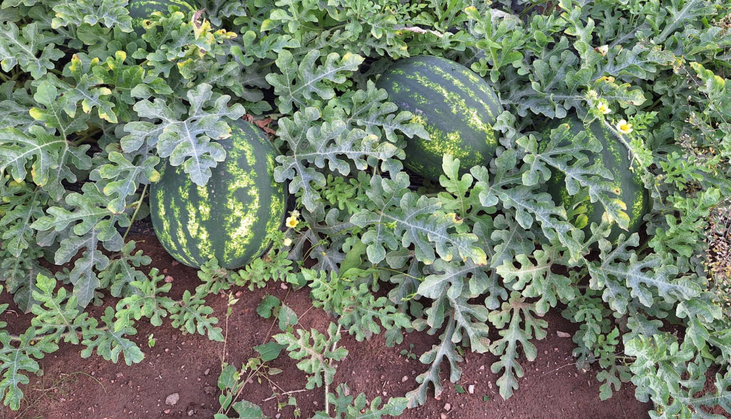 trīs arbūzi starp lapām uz zemes