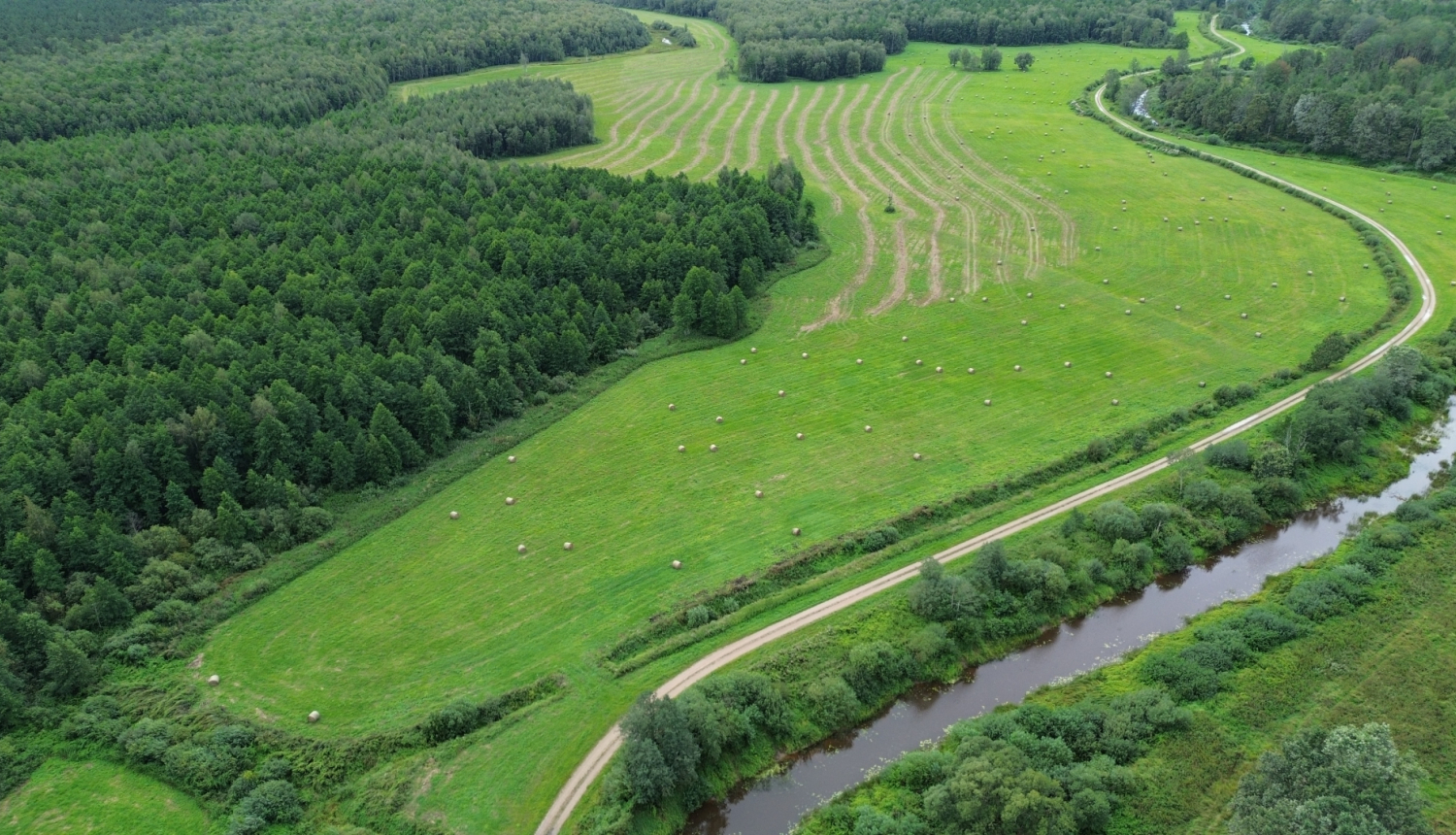 Zaļš līkumotas formas lauks no drona ar siena ruļļiem un vāliem, ap to mežs un ceļš 