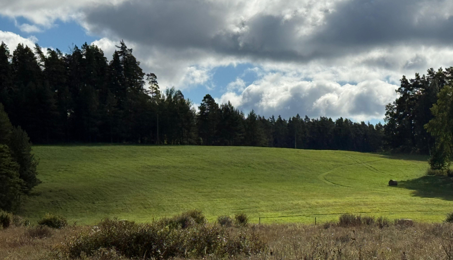 koku ieskauts zaļš lauks, debesīs balsti un pelēki mākoņi