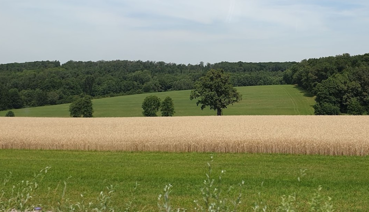 Lauku skats ar labības lauku vidus plānā un mežiem fonā