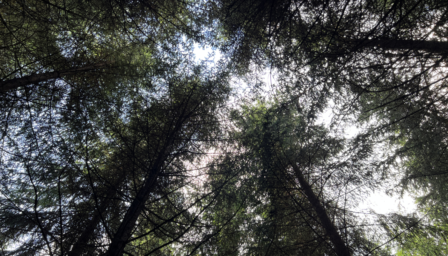 No apakšas uz augšu bildētas egļuu galotnes