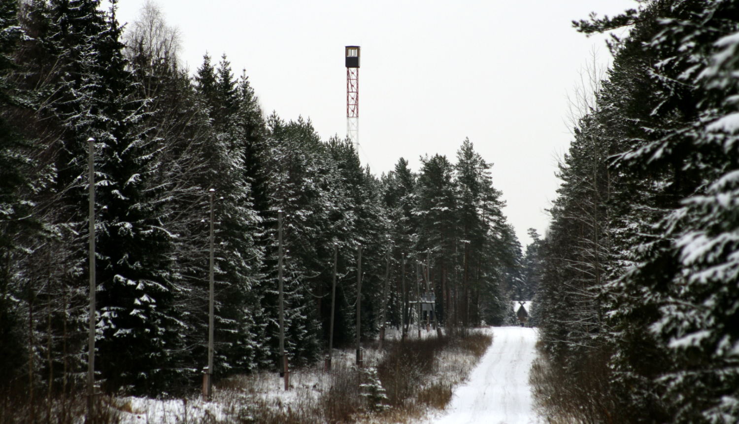 Skats uz mežu ziemā no apsnigušas stigas, virs koku galotnēm uguns novērošanas tornis
