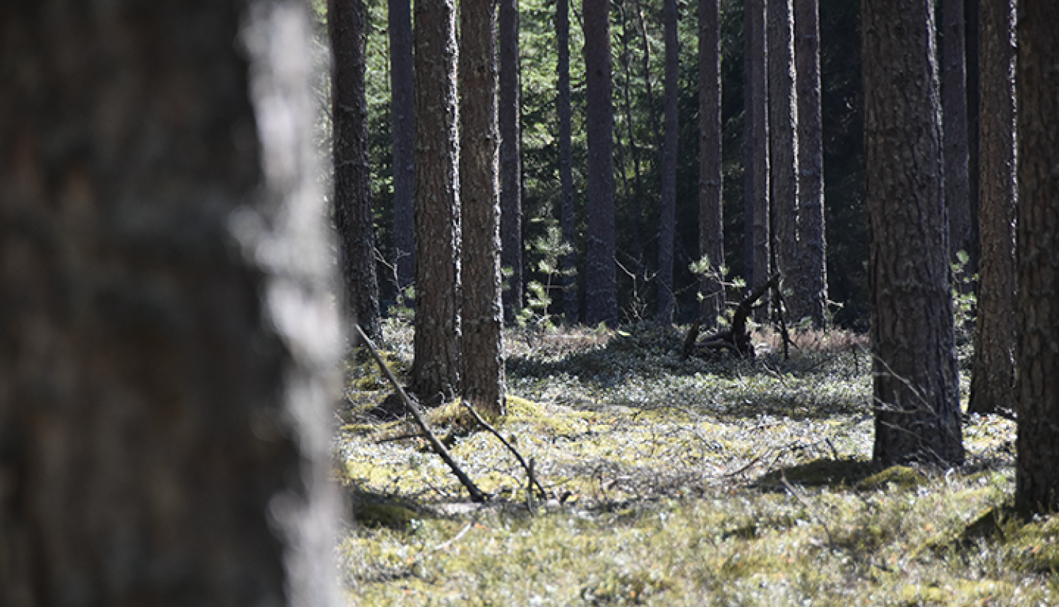 Meža skats ar koku stumbriem priekšplānā un fonā