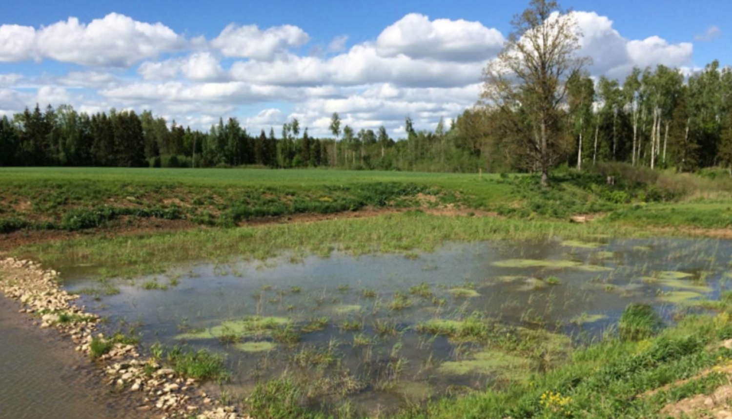 Mākslīgais mitrājs