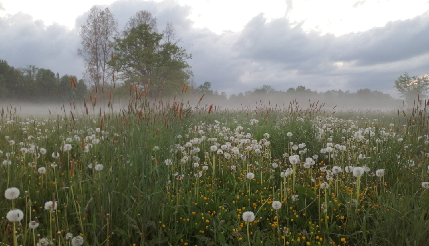 Dabīgā pļava ar ziedošām puķēm vakara gaismā ar miglu atsevišķiem kokiem un mākoņiem aizmugures plānā