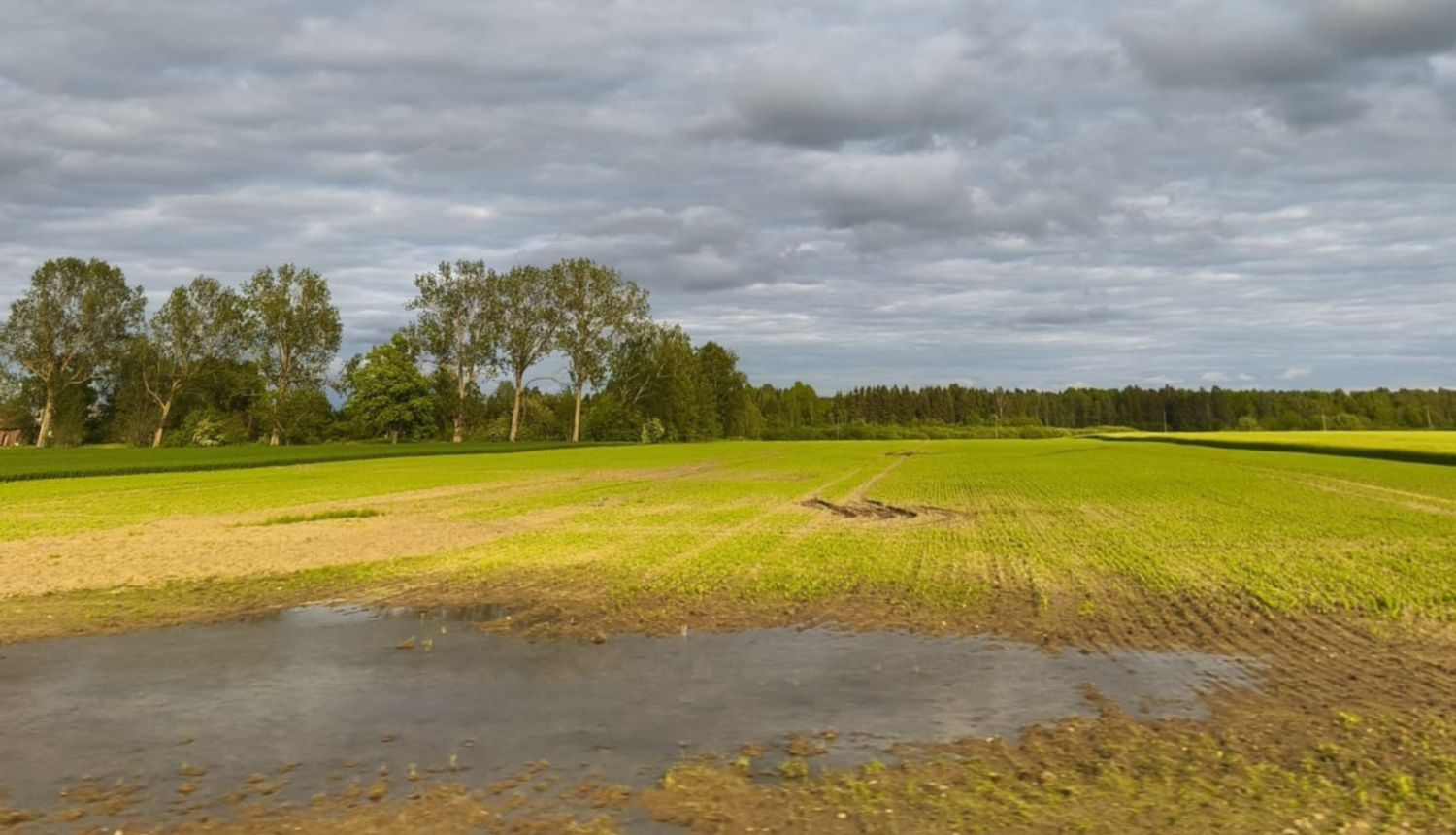 Lauks ar peļķi tuvplānā, sadīgušiem laukaugiem vidusplānā