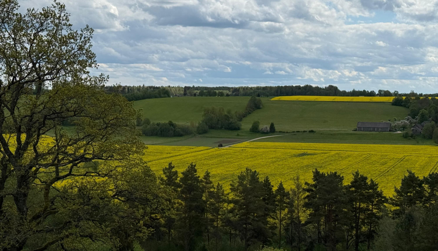 Skats no uzkalna uz rapšu laukiem, priekšplānā pa kreisi koks un krūmu josla