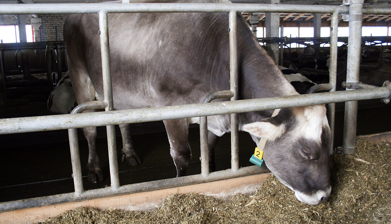 Pelēcīga govs kūtī ēd barību