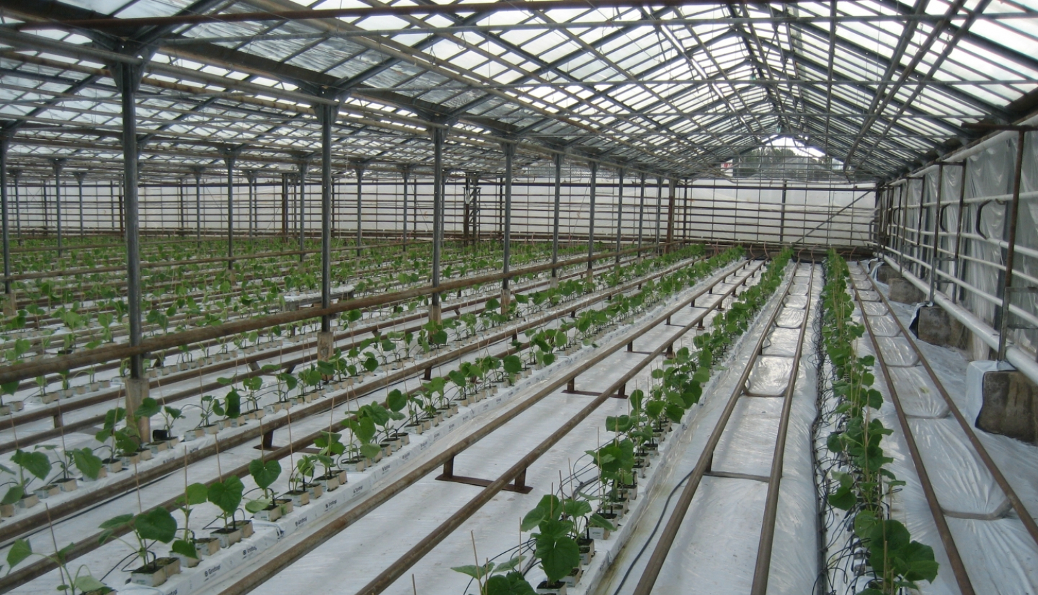 Siltumnīca no iekšpuses