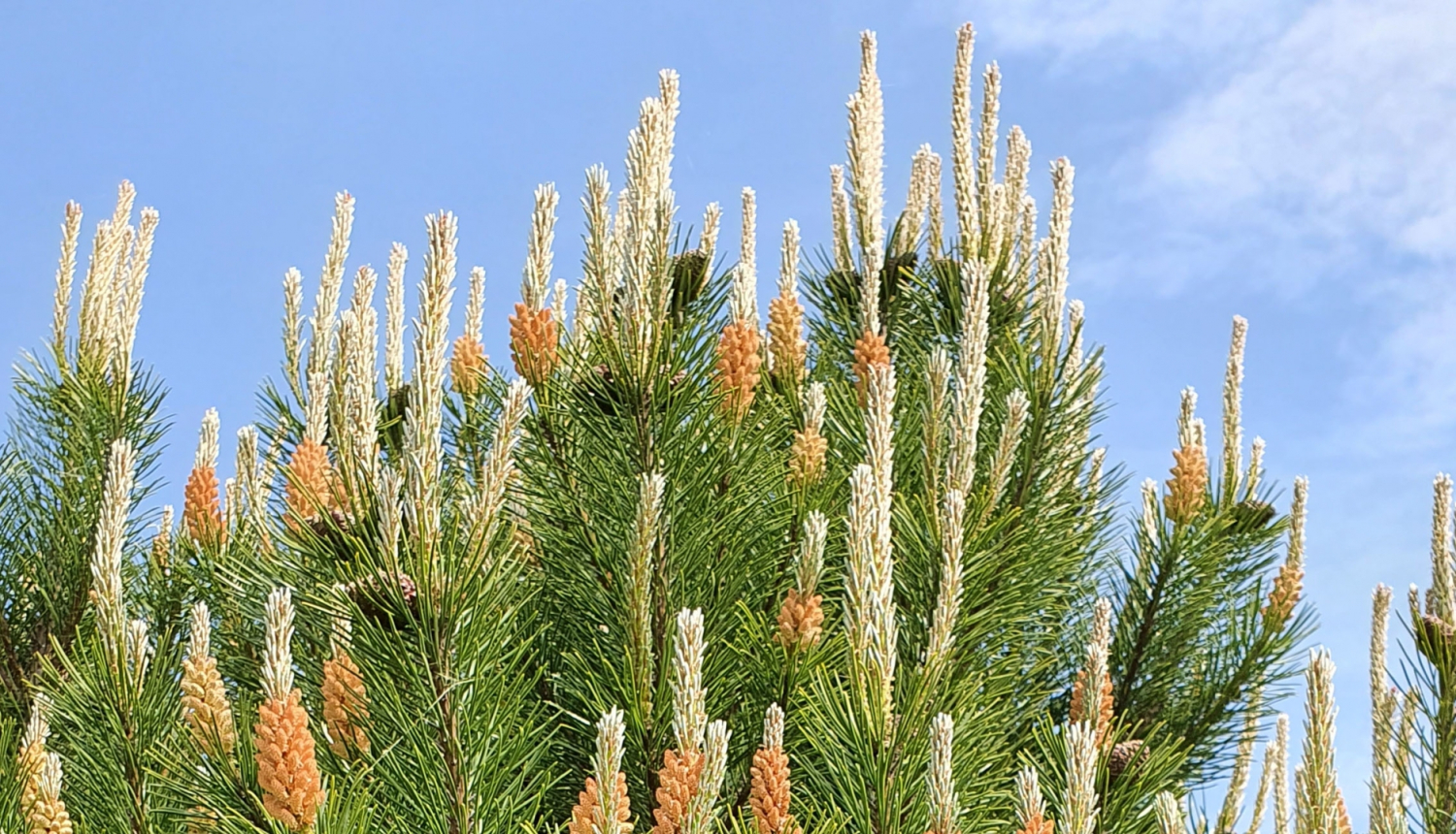 Jaunas priedes galotne ar čiekuriem