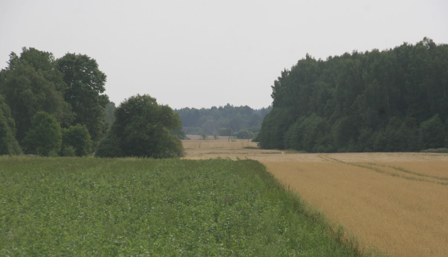 Lauka skats ar divām kultūrām