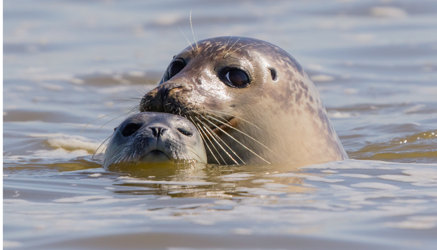 Virs ūdens virsmas divu roņu galvas, viens mazāks, otrs lielāks
