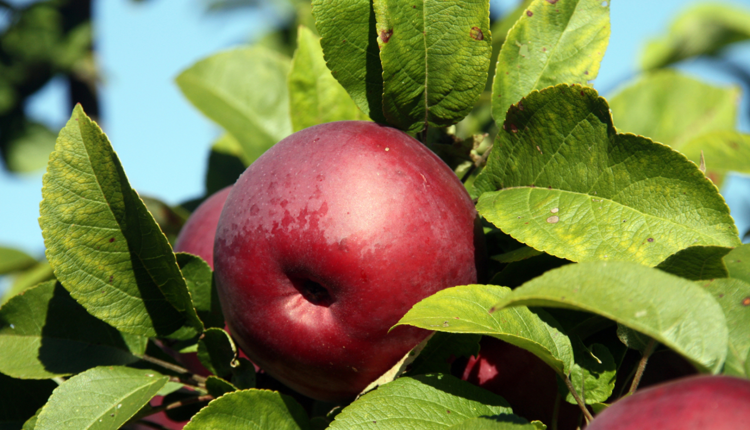 Vairāki sarkani āboli ābeles zarā