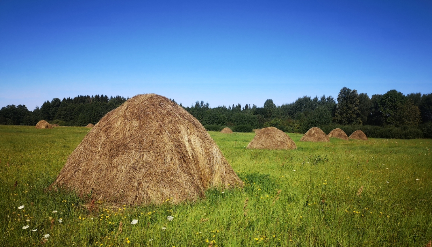Siena gubas uz lauka