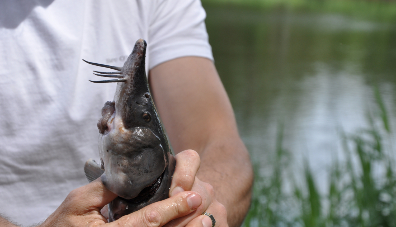 Cilvēks baltā kreklā tur rokās stori