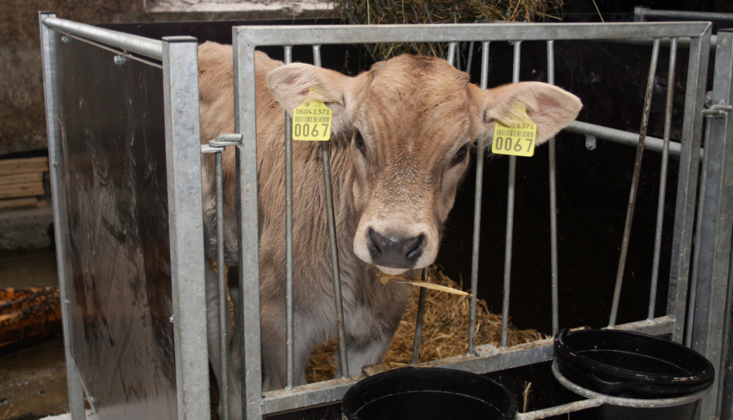 Teliņš ar krotālijām ausīs