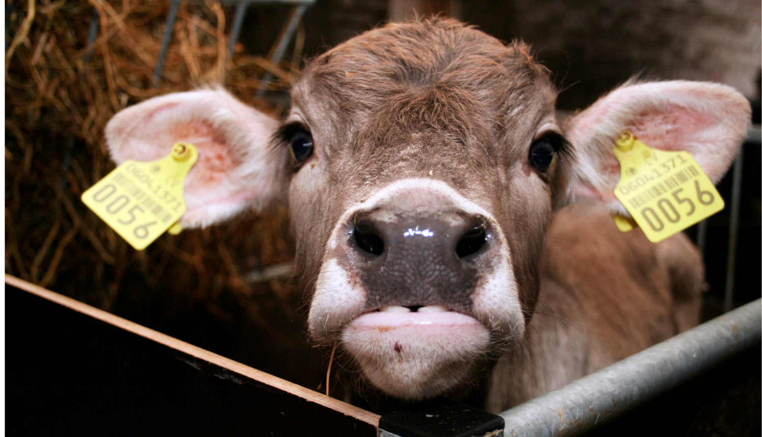 Brūngans teliņš ar dzeltenām krotālijām ausīs stiepjas pretī fotogrāfam