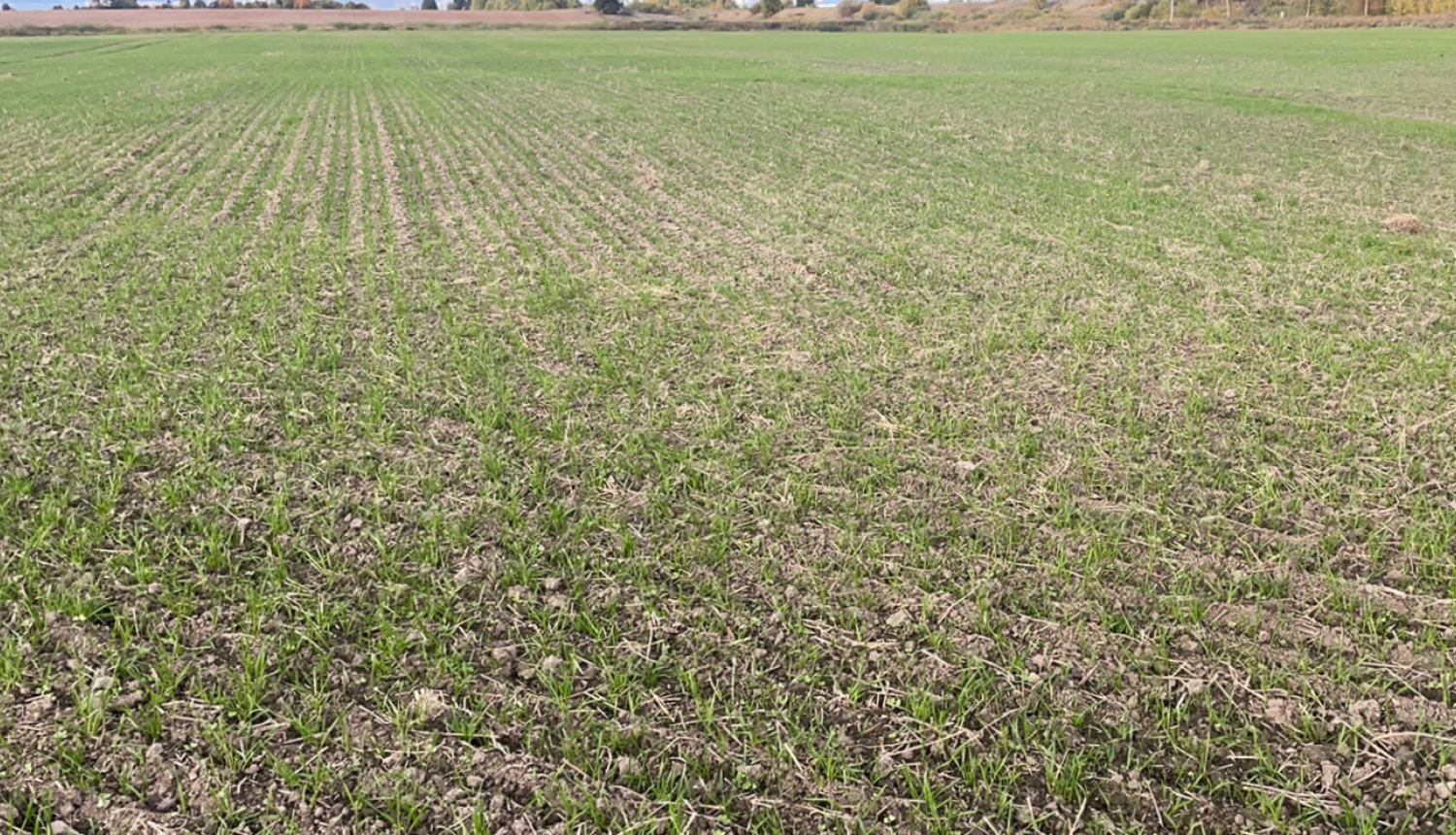 Tiešās sējas tehnikā apstrādāts lauks