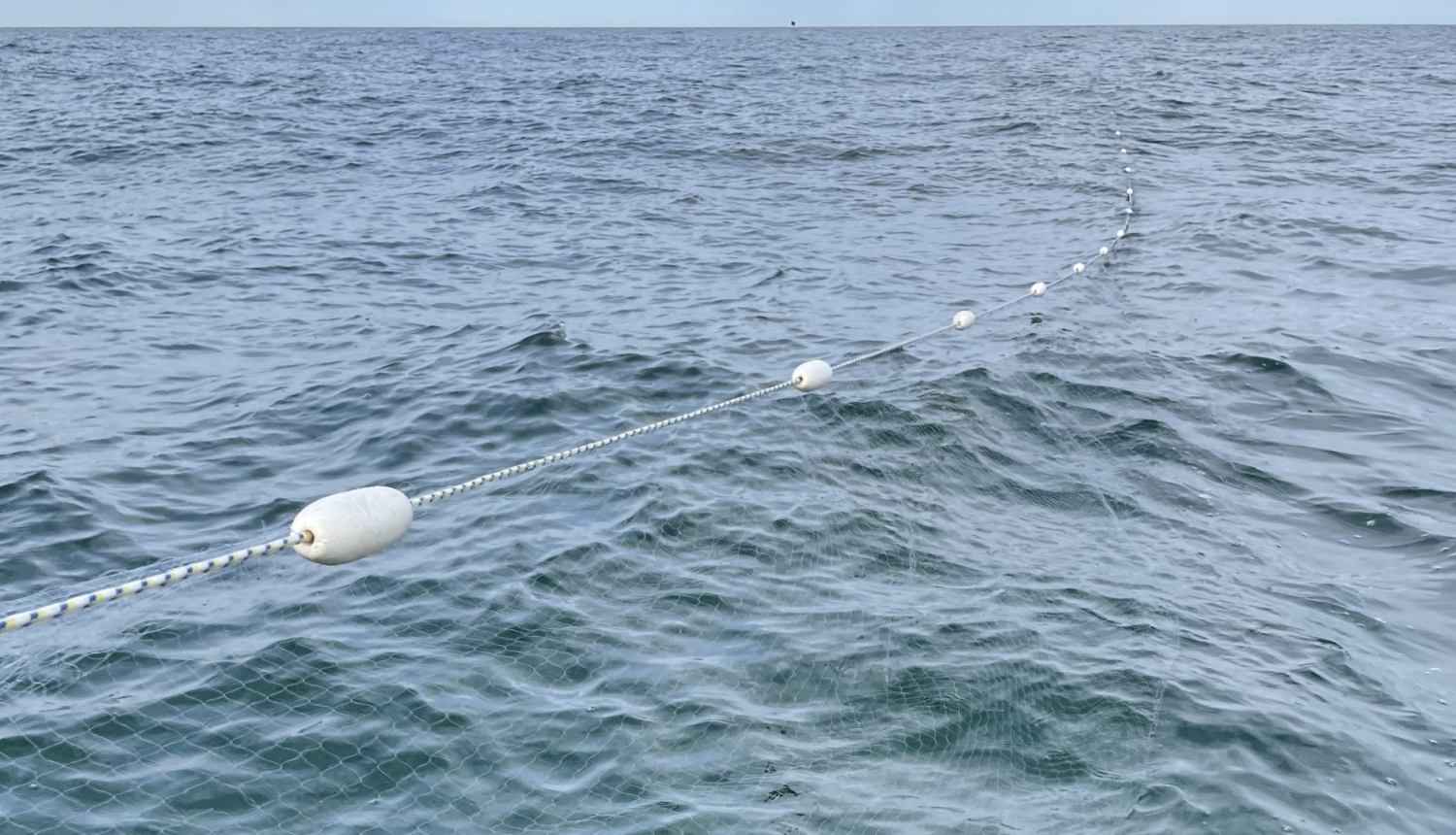 Viļņaina jūras virsma kurā redzams tīkls ar baltiem pludiņiem