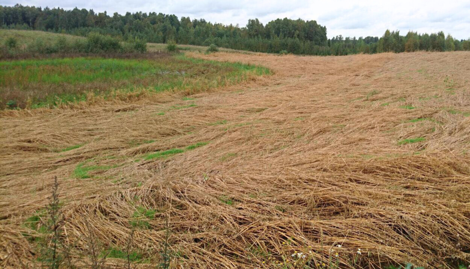 Labības lauks veldrē