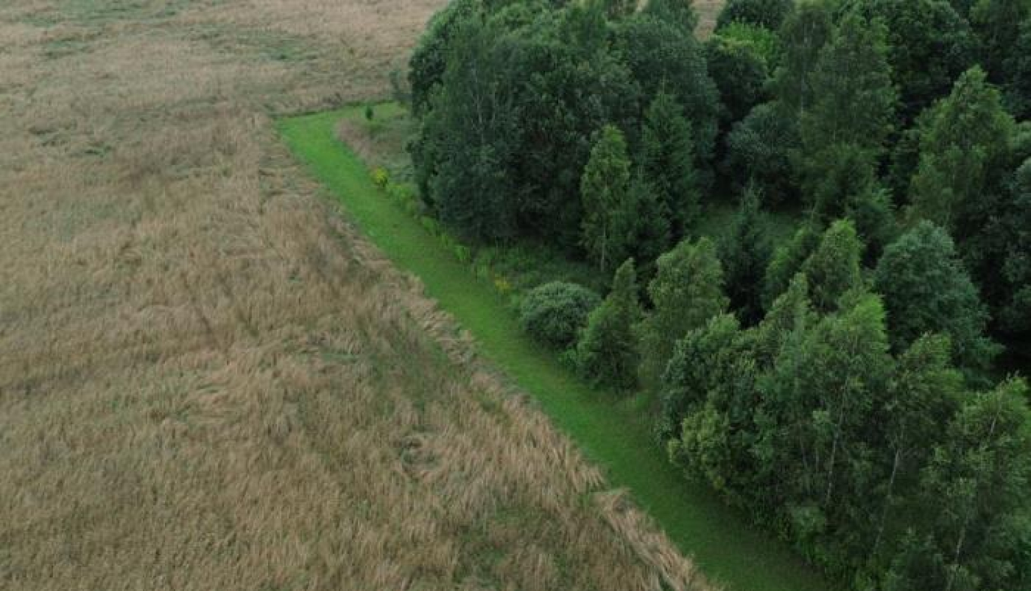 Zaļā josla gar mežu