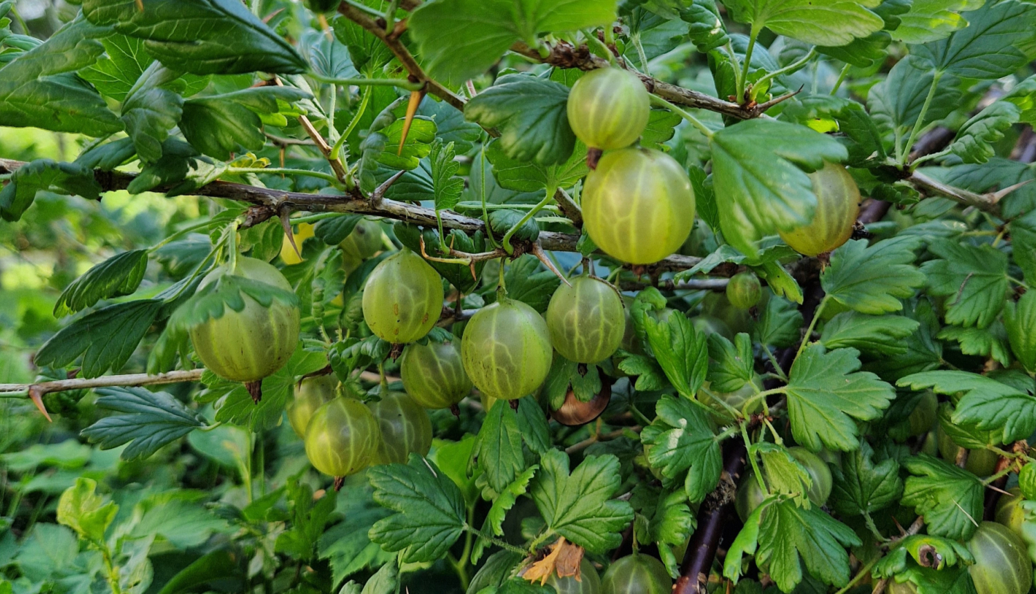 Zaļas ērkšķogas karājas krūmāja zaros