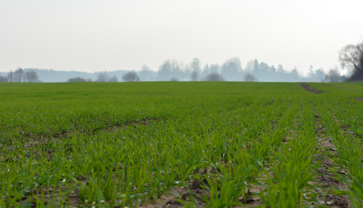 Zaļš ziemāju lauks vēlā rudenī ar miglainu krūmu zonu tālumā