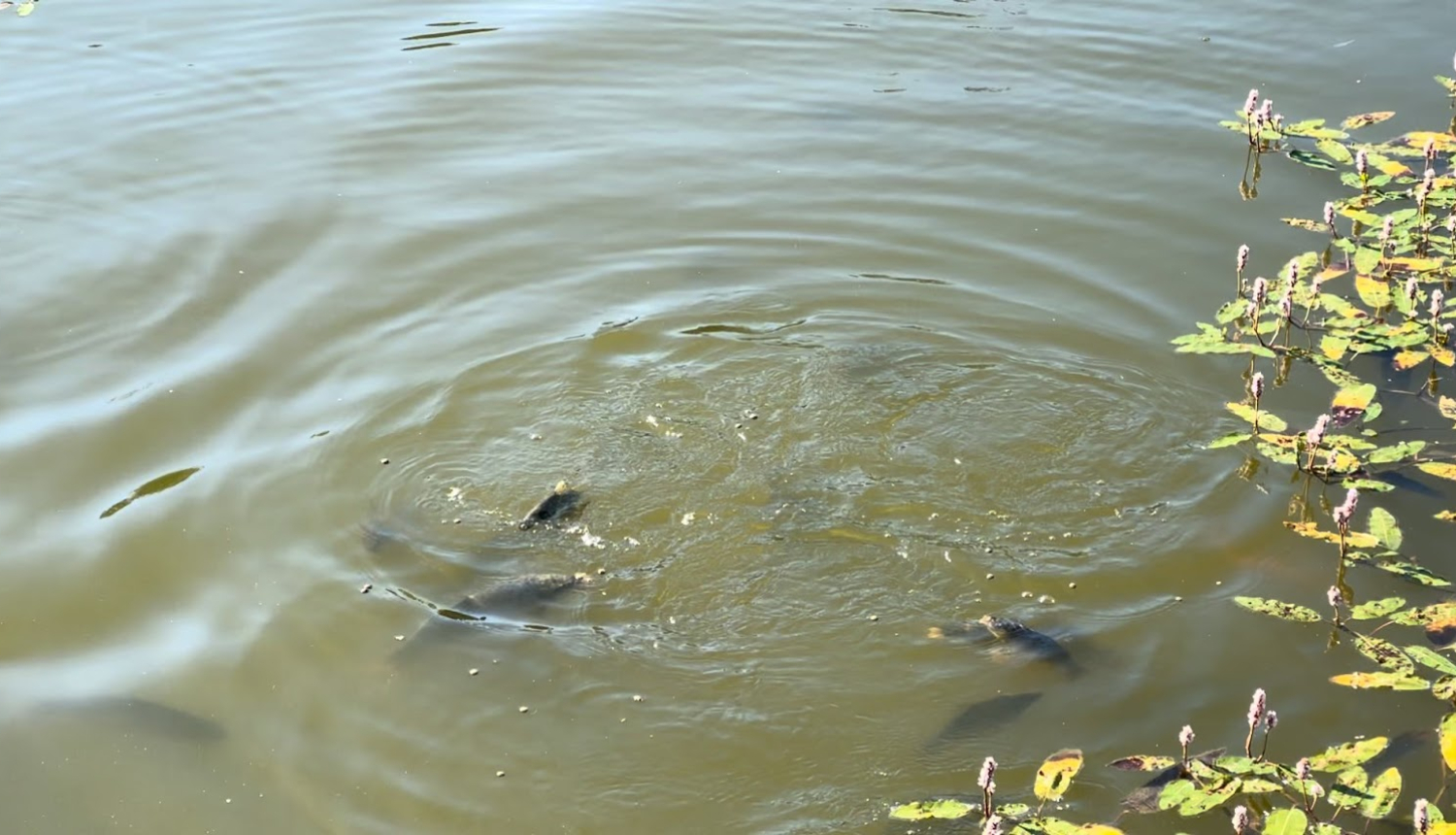 Zivis dīķī pie ūdens virskārtas