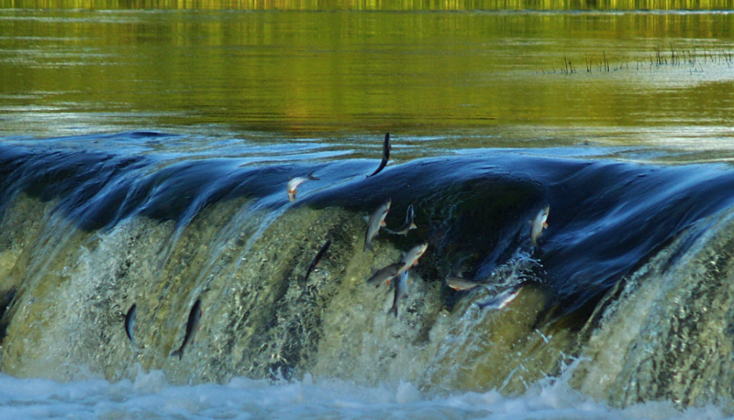 Zivis lec pāri ūdenskritumam