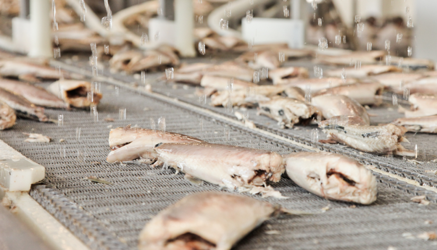 Zivju pārstrādes līnija ar zivju liemeņiem