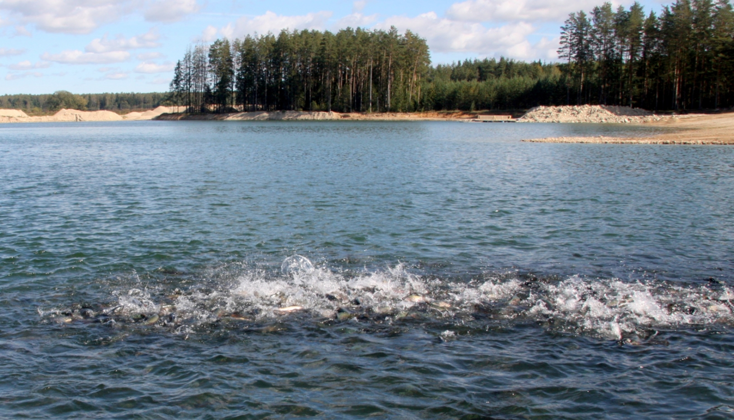 Zivju dīķis ar aktīvām zivīm