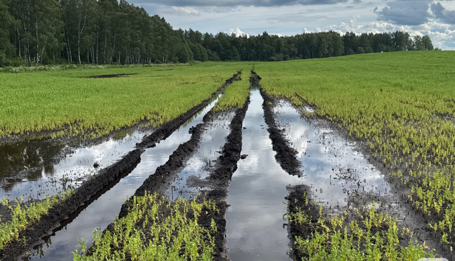 Applūdis lauks ar izbrauktām tehnikas vagām, kurās stāv ūdens. Lauks klāts ar daļēji augošiem kultūraugiem, iespējams, zirņiem vai pupiņām. Fonā redzama meža mala ar bērziem un citiem kokiem, kā arī apmācies debesjums ar draudošiem lietus mākoņiem.