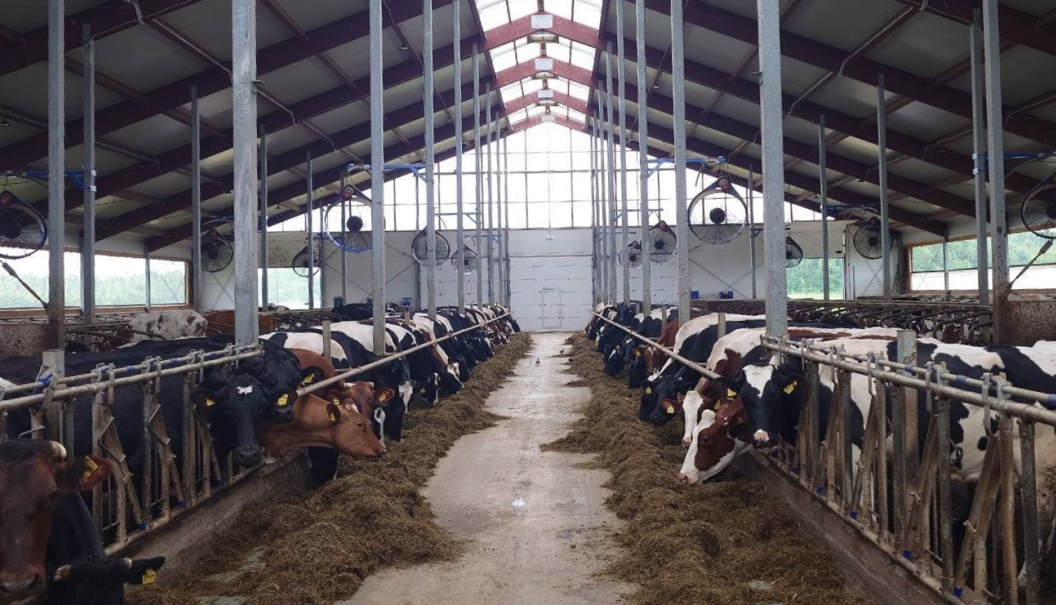 Modernas govju kūts iekšskats ar govīm pie barības galda un klimata kontroli - ventilatoriem