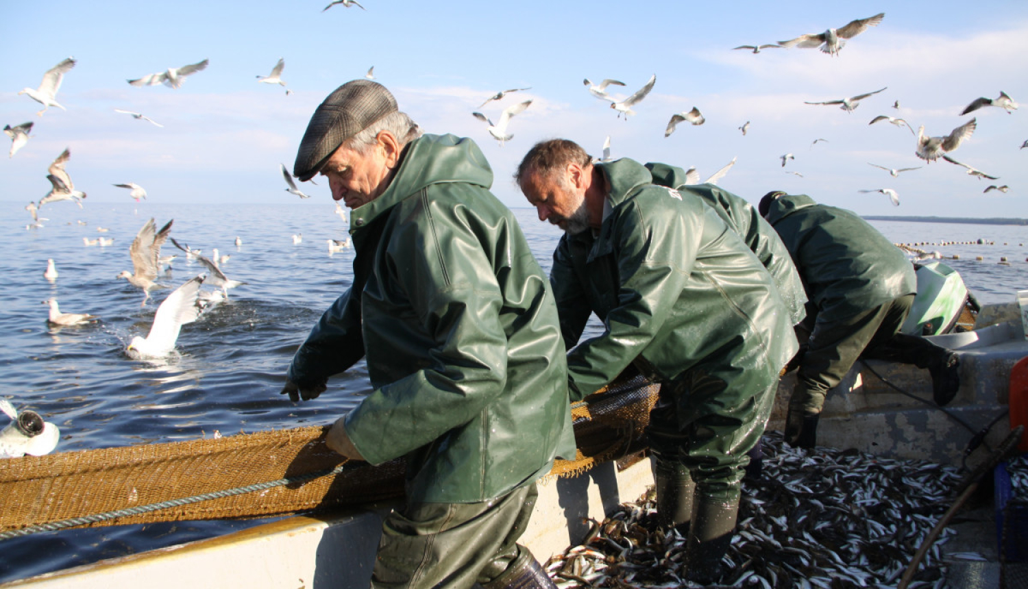 Trīs zvejnieki laivā ceļ iekšā tīklus ar zivīm