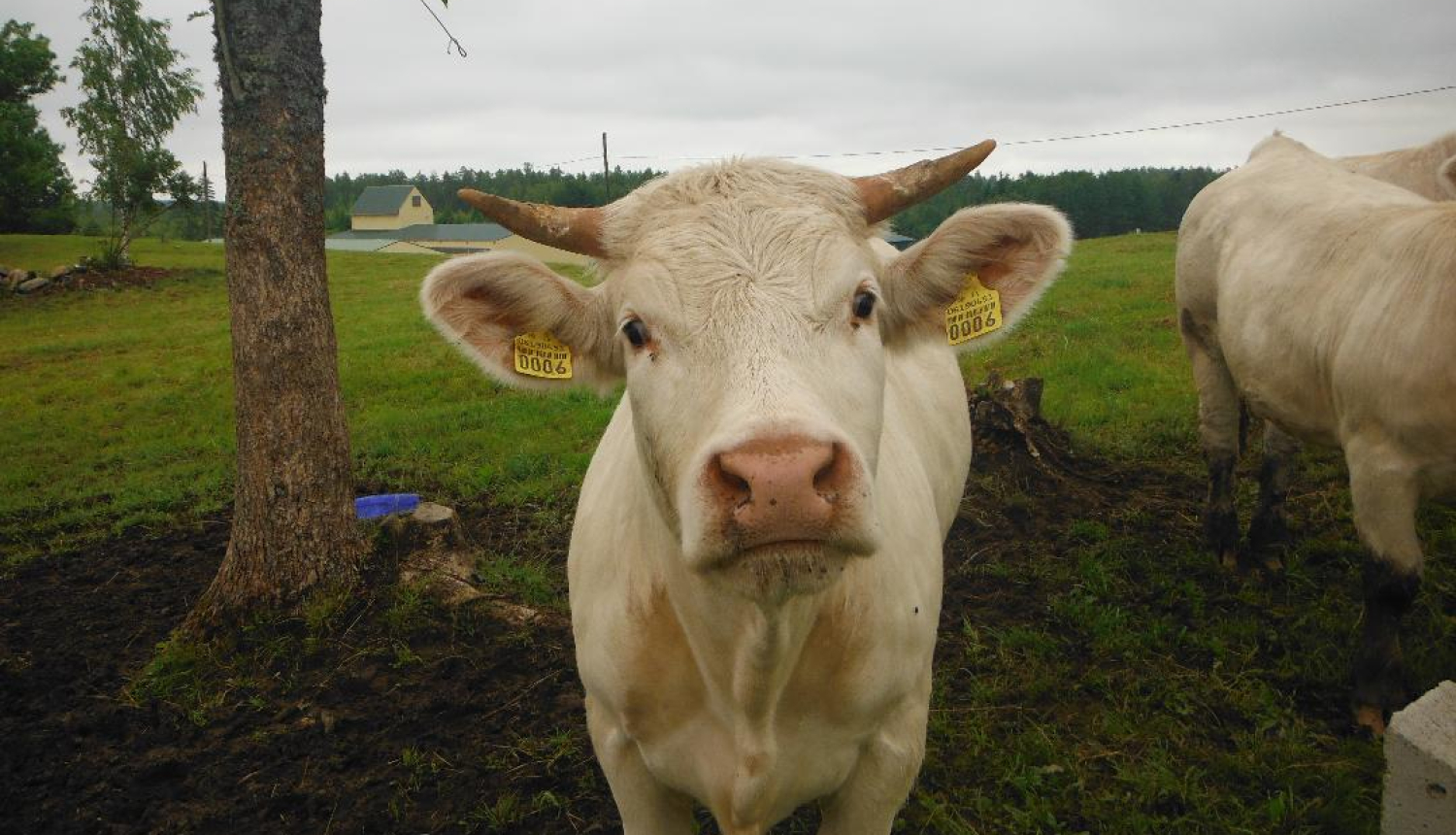 Gaiša govs skatās uz fotogrāfu, fonā zaļa pļava, koks un tālumā māja
