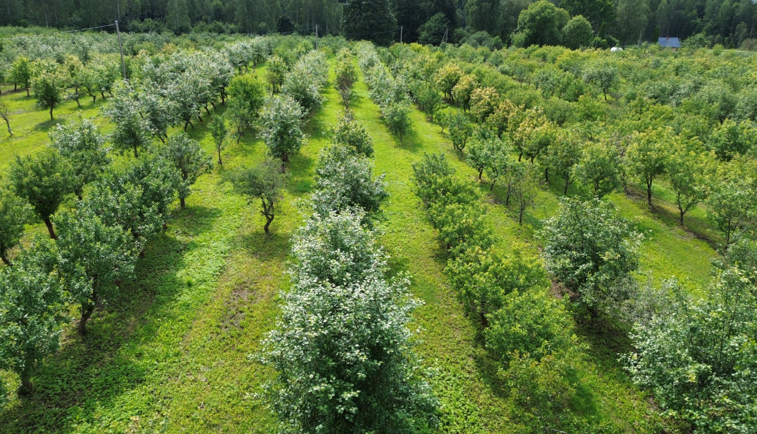 Ābeļdārza koku rindas no drona skata vasarā