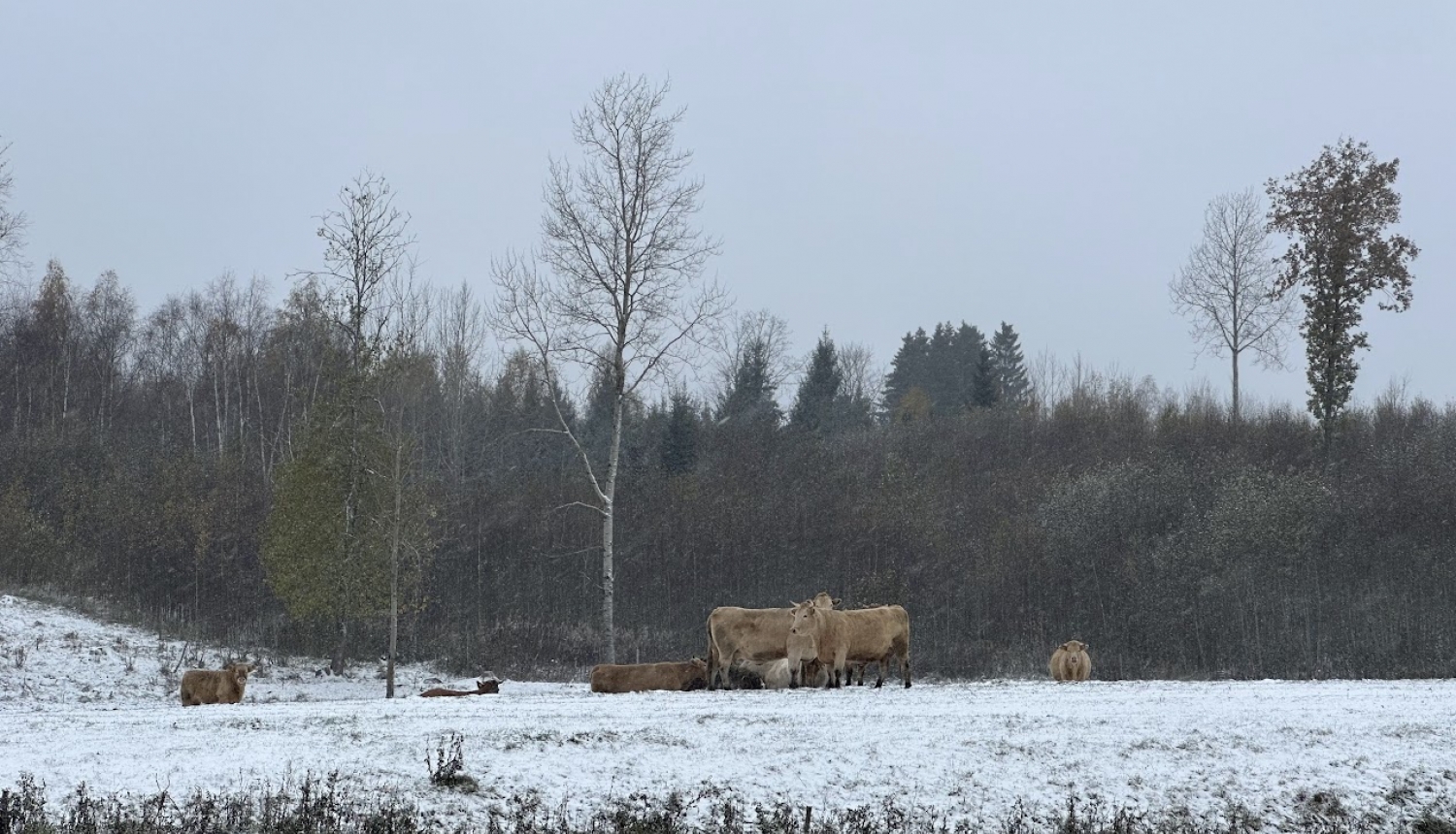 Gaļas liellopi ganībās ziemā
