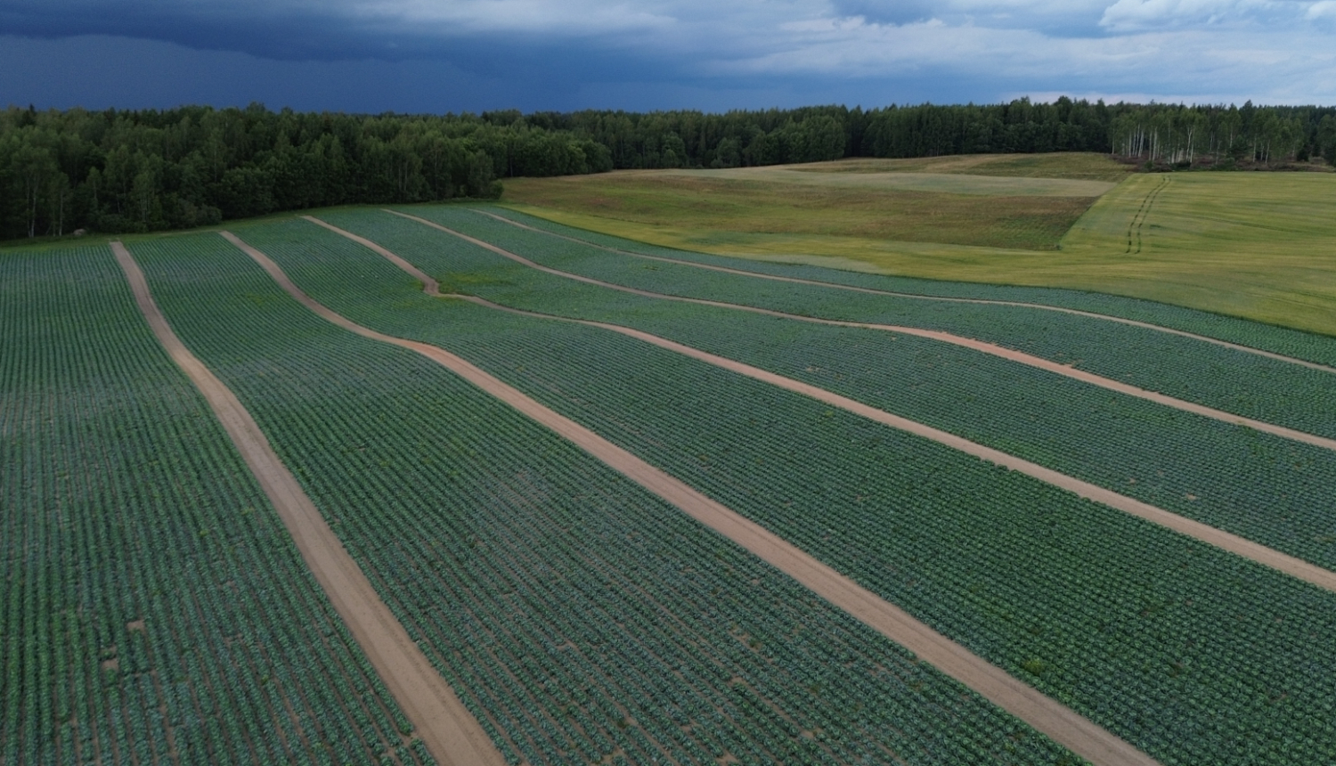 Kāpostu lauka joslas no drona lidojuma, fonā mežs un apmākušās debesis