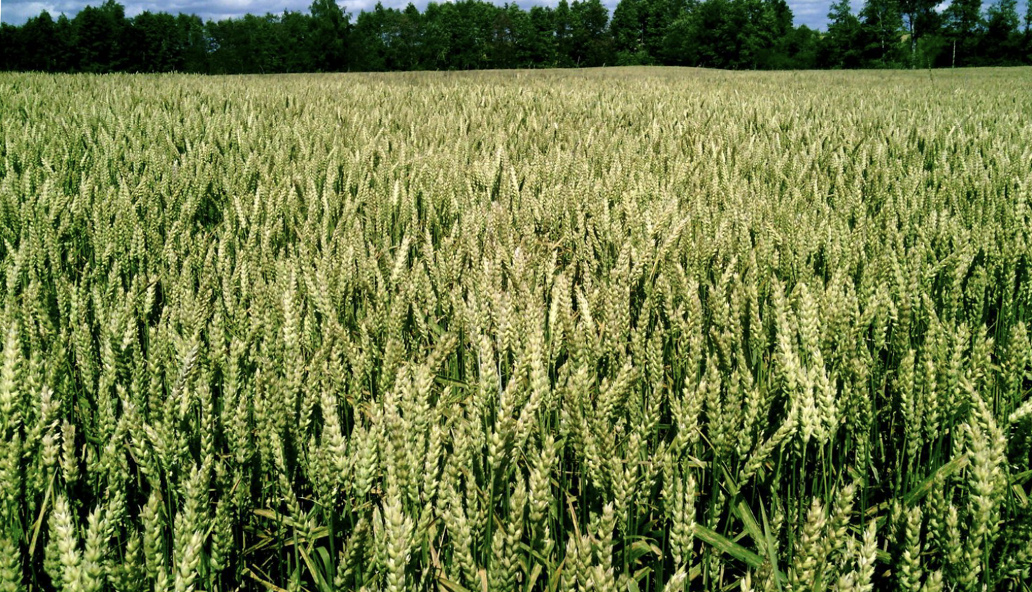 Zaļgans kviešu lauks ar vārpām un tumšu koku zonu tālumā