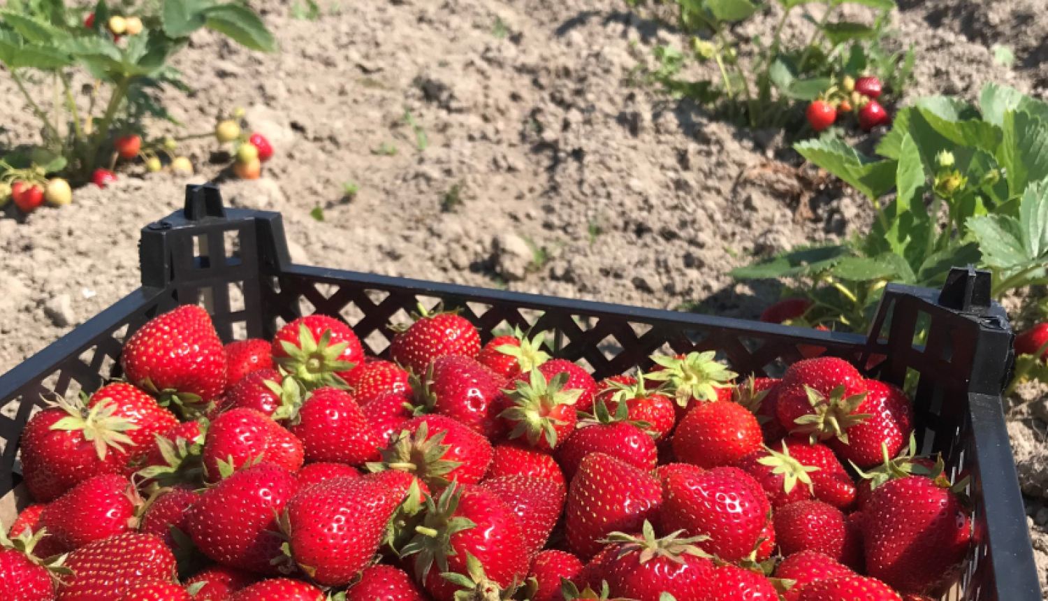 Zemenes kastē, fonā zemeņu vagas